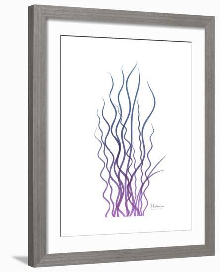 Corkscrew Rush Purple-Albert Koetsier-Framed Premium Giclee Print