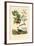 Cormorant, 1833-39-null-Framed Giclee Print
