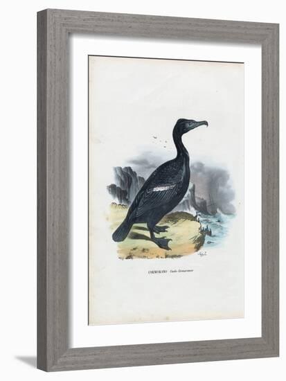 Cormorant, 1863-79-Raimundo Petraroja-Framed Giclee Print