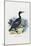 Cormorant, 1863-79-Raimundo Petraroja-Mounted Giclee Print