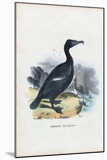 Cormorant, 1863-79-Raimundo Petraroja-Mounted Giclee Print