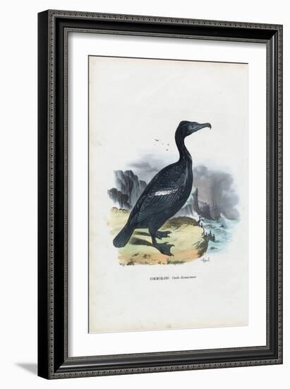 Cormorant, 1863-79-Raimundo Petraroja-Framed Giclee Print