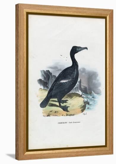 Cormorant, 1863-79-Raimundo Petraroja-Framed Premier Image Canvas