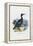 Cormorant, 1863-79-Raimundo Petraroja-Framed Premier Image Canvas