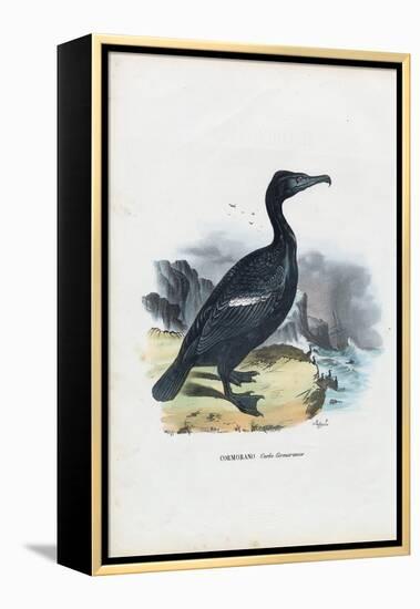 Cormorant, 1863-79-Raimundo Petraroja-Framed Premier Image Canvas