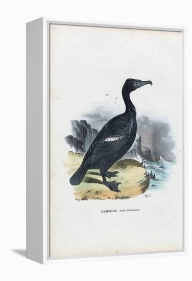 Cormorant, 1863-79-Raimundo Petraroja-Framed Premier Image Canvas