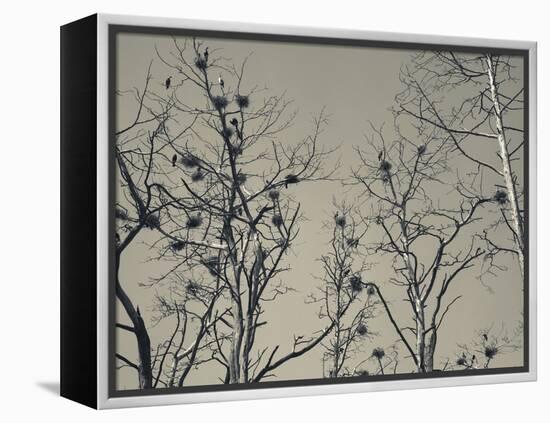 Cormorant Bird Colony on a Tree, Nida, Curonian Spit, Lithuania-null-Framed Premier Image Canvas