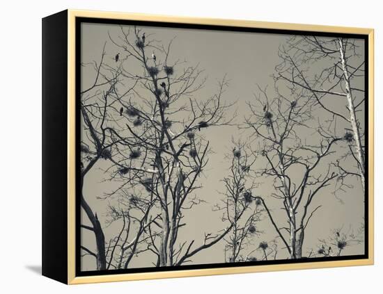 Cormorant Bird Colony on a Tree, Nida, Curonian Spit, Lithuania-null-Framed Premier Image Canvas