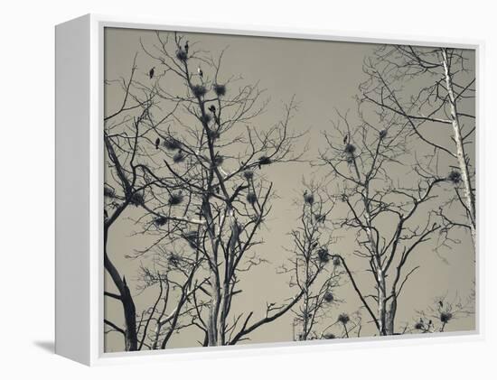 Cormorant Bird Colony on a Tree, Nida, Curonian Spit, Lithuania-null-Framed Premier Image Canvas