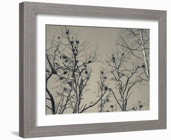 Cormorant Bird Colony on a Tree, Nida, Curonian Spit, Lithuania-null-Framed Photographic Print