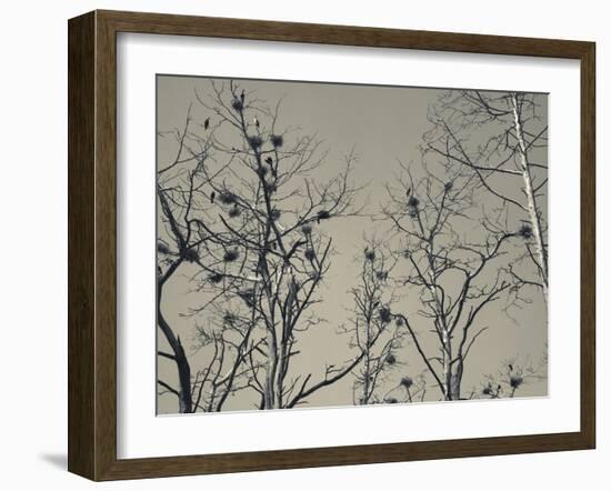 Cormorant Bird Colony on a Tree, Nida, Curonian Spit, Lithuania-null-Framed Photographic Print