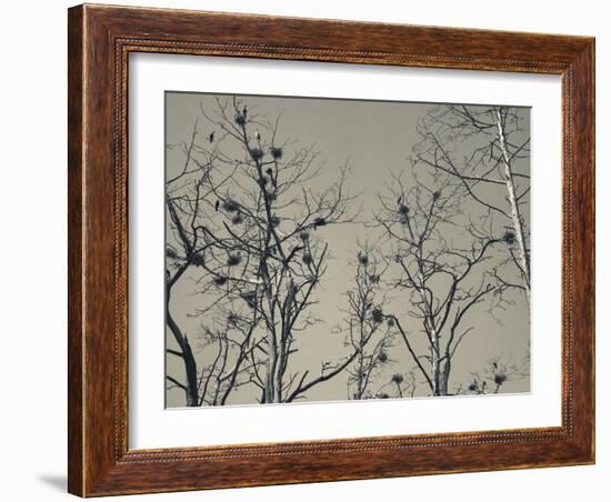 Cormorant Bird Colony on a Tree, Nida, Curonian Spit, Lithuania-null-Framed Photographic Print