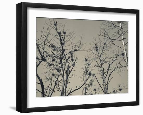 Cormorant Bird Colony on a Tree, Nida, Curonian Spit, Lithuania-null-Framed Photographic Print