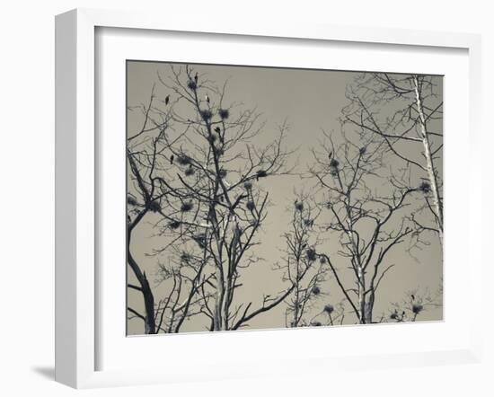 Cormorant Bird Colony on a Tree, Nida, Curonian Spit, Lithuania-null-Framed Photographic Print