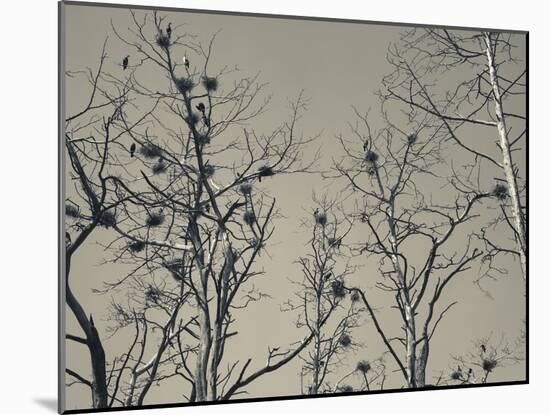 Cormorant Bird Colony on a Tree, Nida, Curonian Spit, Lithuania-null-Mounted Photographic Print