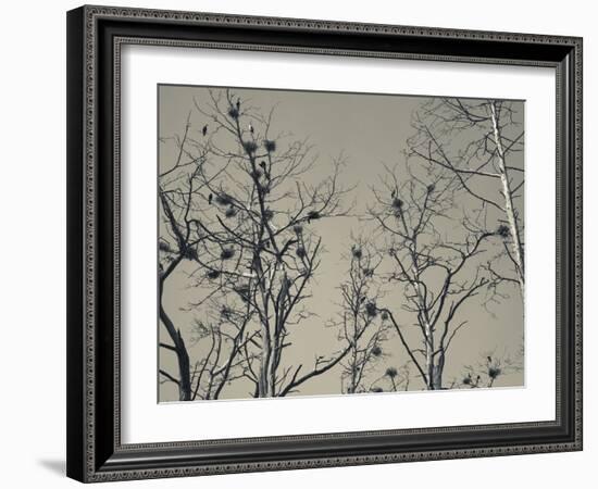 Cormorant Bird Colony on a Tree, Nida, Curonian Spit, Lithuania-null-Framed Photographic Print