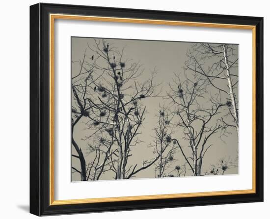 Cormorant Bird Colony on a Tree, Nida, Curonian Spit, Lithuania-null-Framed Photographic Print