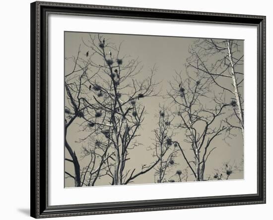 Cormorant Bird Colony on a Tree, Nida, Curonian Spit, Lithuania-null-Framed Photographic Print