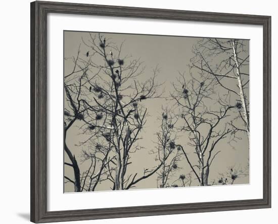 Cormorant Bird Colony on a Tree, Nida, Curonian Spit, Lithuania-null-Framed Photographic Print