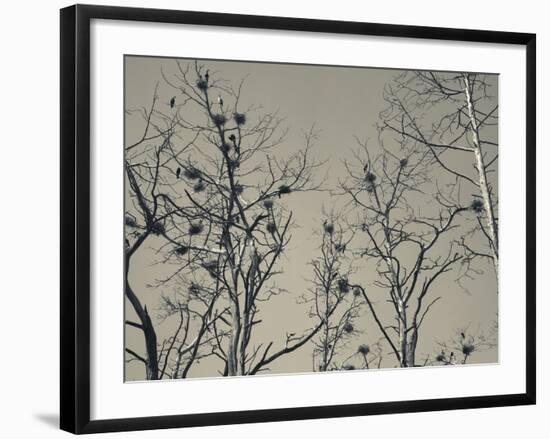 Cormorant Bird Colony on a Tree, Nida, Curonian Spit, Lithuania-null-Framed Photographic Print