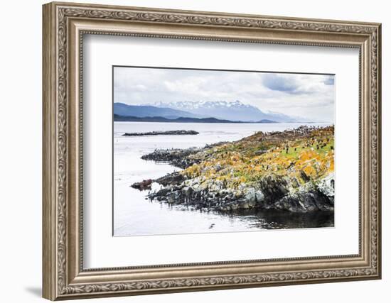 Cormorant Colony on an Island at Ushuaia in the Beagle Channel (Beagle Strait), Argentina-Matthew Williams-Ellis-Framed Photographic Print