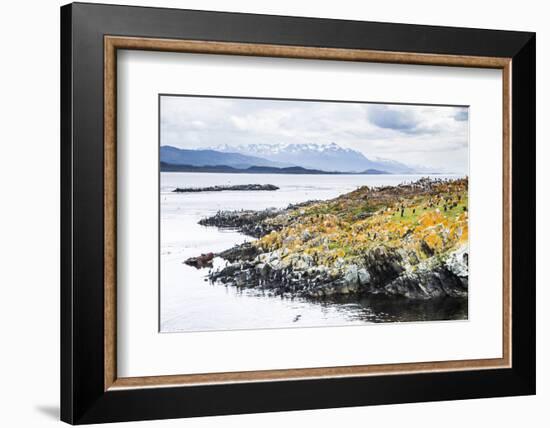 Cormorant Colony on an Island at Ushuaia in the Beagle Channel (Beagle Strait), Argentina-Matthew Williams-Ellis-Framed Photographic Print