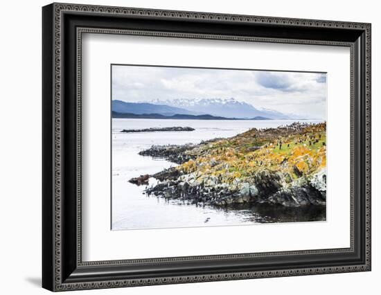 Cormorant Colony on an Island at Ushuaia in the Beagle Channel (Beagle Strait), Argentina-Matthew Williams-Ellis-Framed Photographic Print