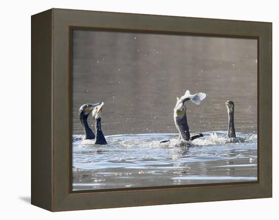 Cormorant, Phalacrocorax Carbo, is Watched by Others as it Tries to Gulp Down a Fish it Had Caught-null-Framed Premier Image Canvas