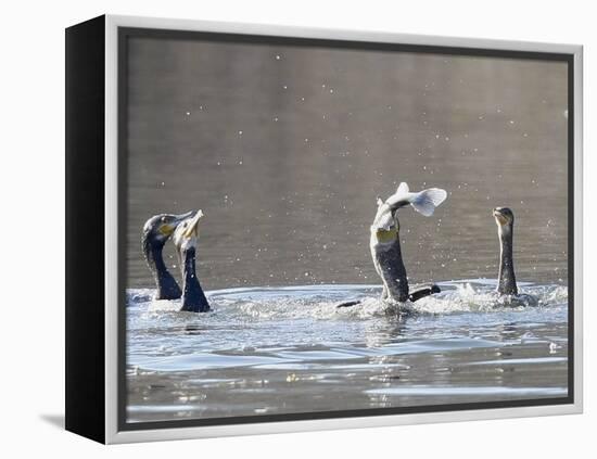 Cormorant, Phalacrocorax Carbo, is Watched by Others as it Tries to Gulp Down a Fish it Had Caught-null-Framed Premier Image Canvas