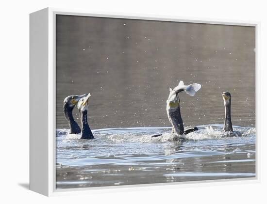 Cormorant, Phalacrocorax Carbo, is Watched by Others as it Tries to Gulp Down a Fish it Had Caught-null-Framed Premier Image Canvas