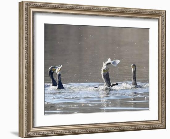 Cormorant, Phalacrocorax Carbo, is Watched by Others as it Tries to Gulp Down a Fish it Had Caught-null-Framed Photographic Print