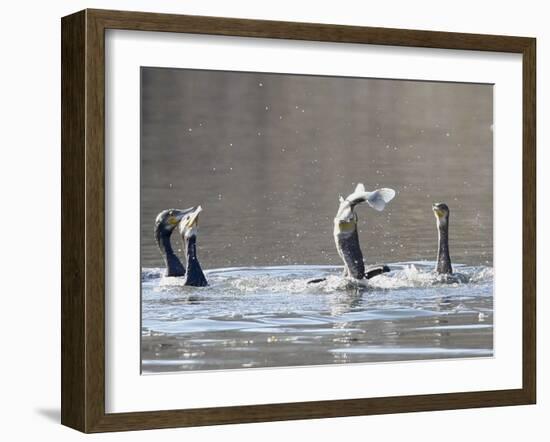 Cormorant, Phalacrocorax Carbo, is Watched by Others as it Tries to Gulp Down a Fish it Had Caught-null-Framed Photographic Print