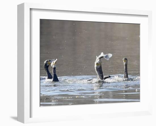 Cormorant, Phalacrocorax Carbo, is Watched by Others as it Tries to Gulp Down a Fish it Had Caught-null-Framed Photographic Print