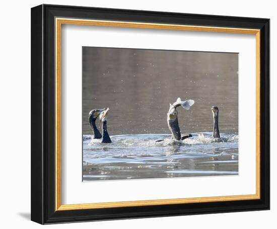 Cormorant, Phalacrocorax Carbo, is Watched by Others as it Tries to Gulp Down a Fish it Had Caught-null-Framed Photographic Print