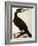 Cormorant, Phalacrocorax Carbo-William Home Lizars-Framed Giclee Print