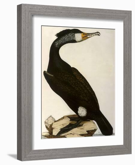 Cormorant, Phalacrocorax Carbo-William Home Lizars-Framed Giclee Print