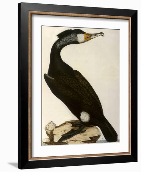 Cormorant, Phalacrocorax Carbo-William Home Lizars-Framed Giclee Print