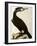 Cormorant, Phalacrocorax Carbo-William Home Lizars-Framed Giclee Print