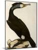 Cormorant, Phalacrocorax Carbo-William Home Lizars-Mounted Giclee Print