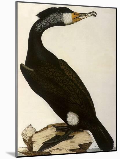 Cormorant, Phalacrocorax Carbo-William Home Lizars-Mounted Giclee Print