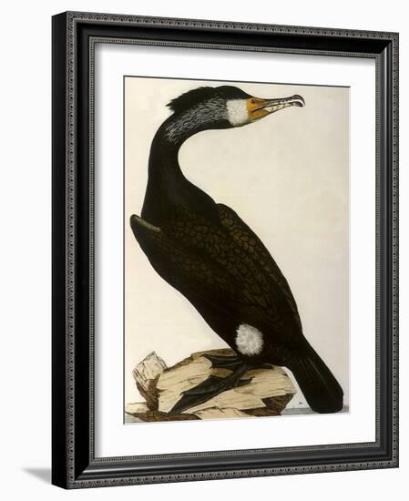 Cormorant, Phalacrocorax Carbo-William Home Lizars-Framed Giclee Print