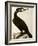 Cormorant, Phalacrocorax Carbo-William Home Lizars-Framed Giclee Print