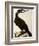 Cormorant, Phalacrocorax Carbo-William Home Lizars-Framed Giclee Print