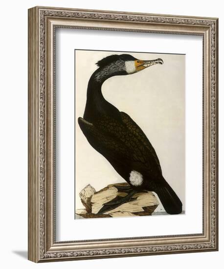 Cormorant, Phalacrocorax Carbo-William Home Lizars-Framed Giclee Print