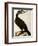 Cormorant, Phalacrocorax Carbo-William Home Lizars-Framed Giclee Print