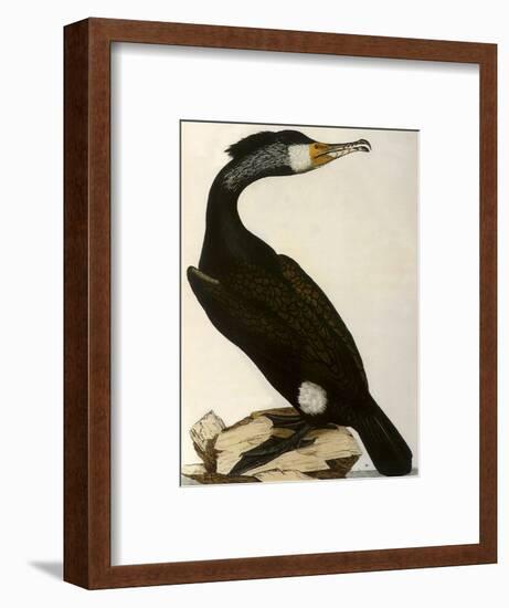 Cormorant, Phalacrocorax Carbo-William Home Lizars-Framed Giclee Print