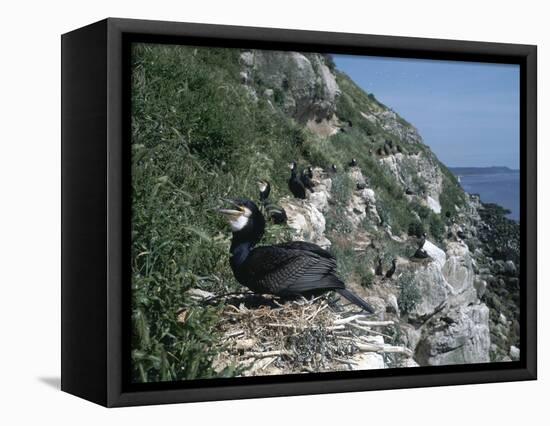 Cormorant-CM Dixon-Framed Premier Image Canvas