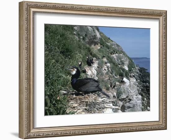 Cormorant-CM Dixon-Framed Photographic Print