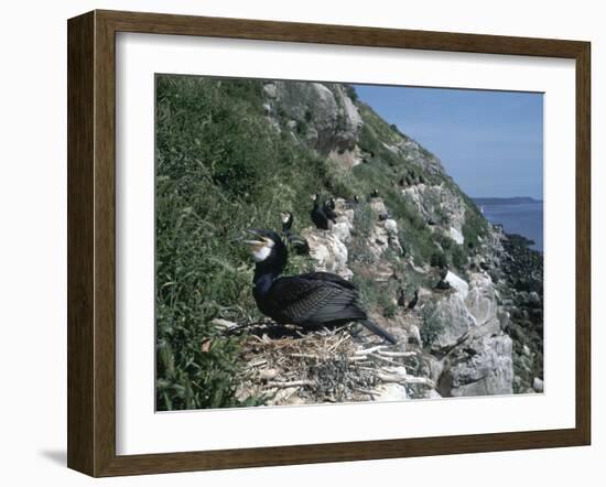 Cormorant-CM Dixon-Framed Photographic Print