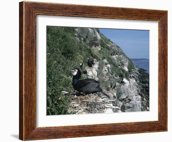 Cormorant-CM Dixon-Framed Photographic Print